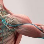 MUSCULO-SKELETAL SYSTEM